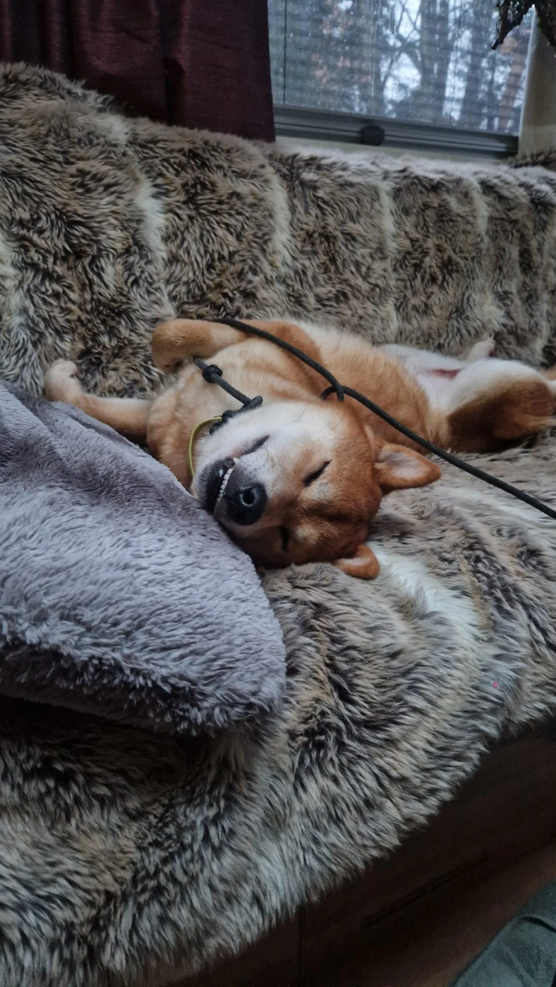 My Shiba dog called Hiro, with a tan and white coat, lying on a plush, faux fur blanket, sleeping with its eyes closed and mouth slightly open. The background shows a window with trees outside.