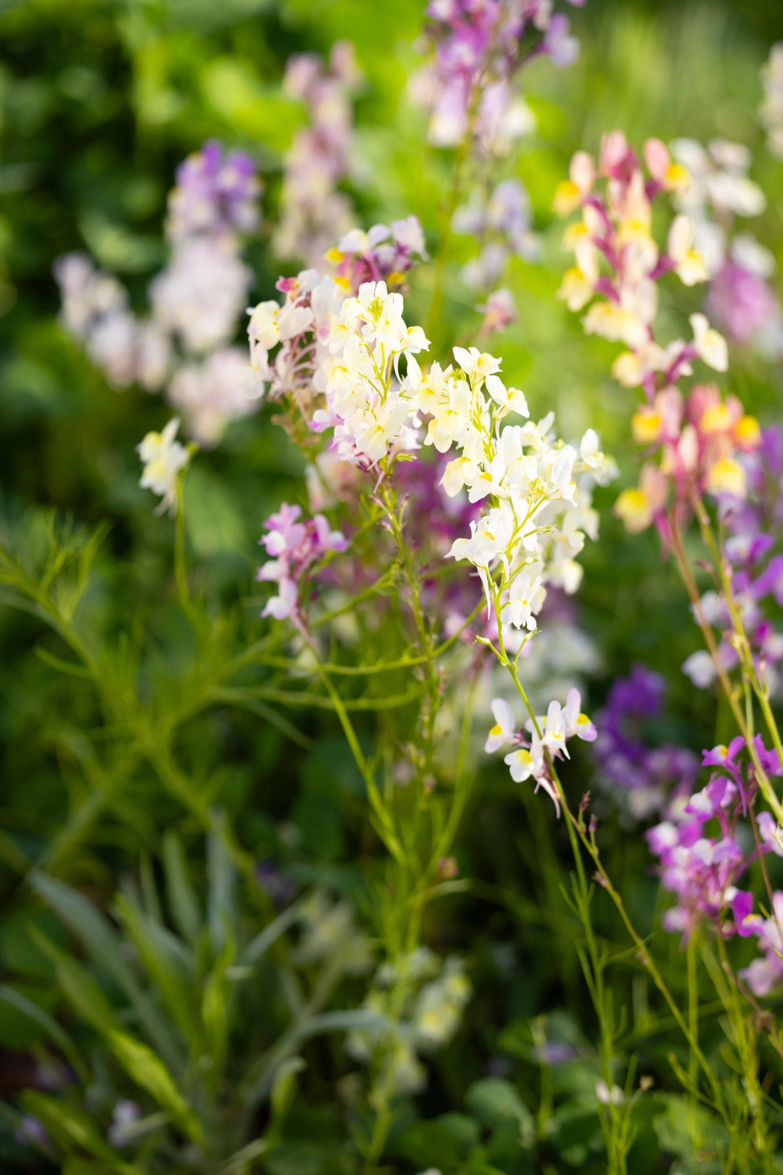 Edible flower and herb garden at Charleston pastry studio—locally grown ingredients used in artisanal cookies, lollipops, and infused sugars