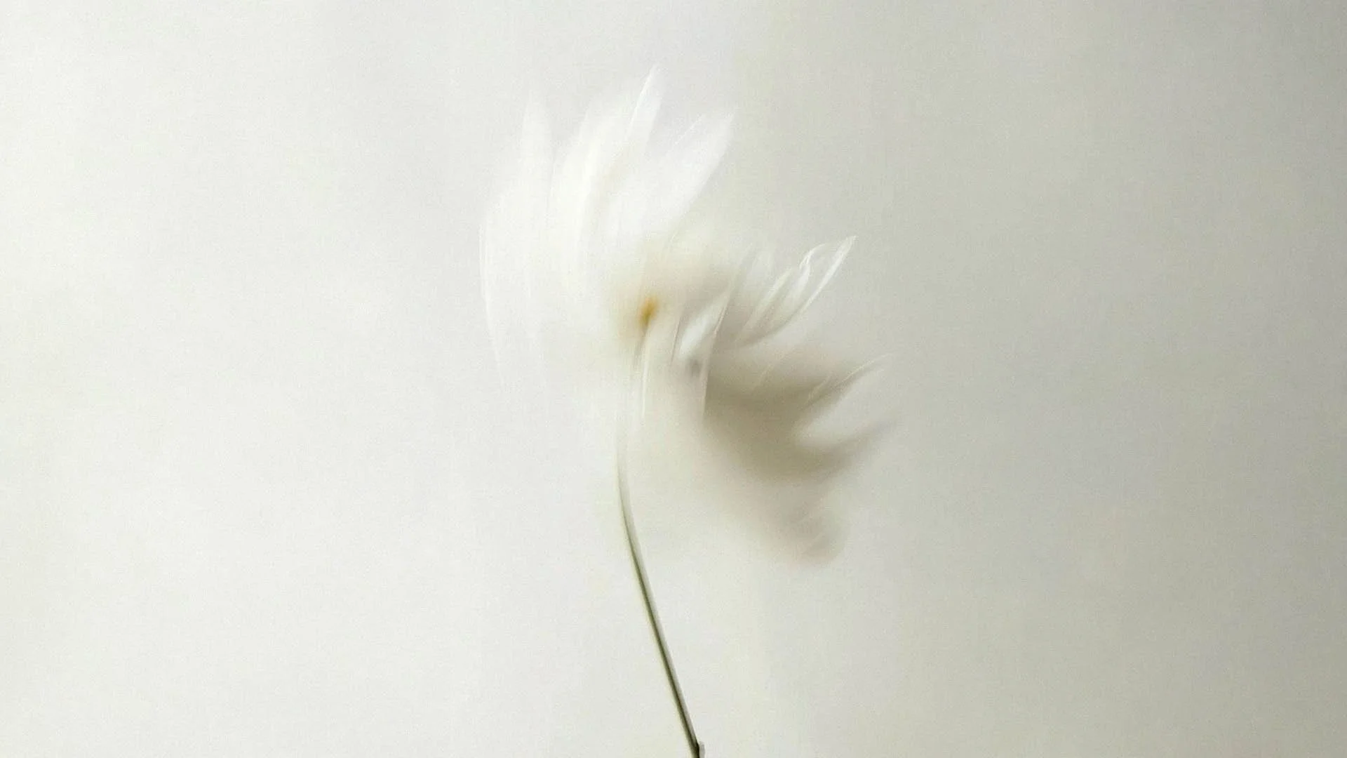 Florecilla blanca en un fondo neutral y difuso.