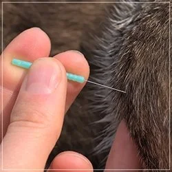 animal accupuncture