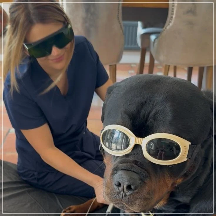 laser rehab for pets/ dogs/ cats