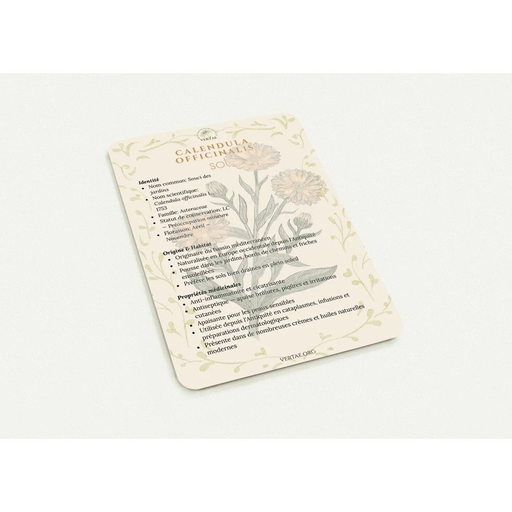 A6 Illustrated Botanical Postcard — FRENCH — Sol, Marigold Pack of 10 postcards