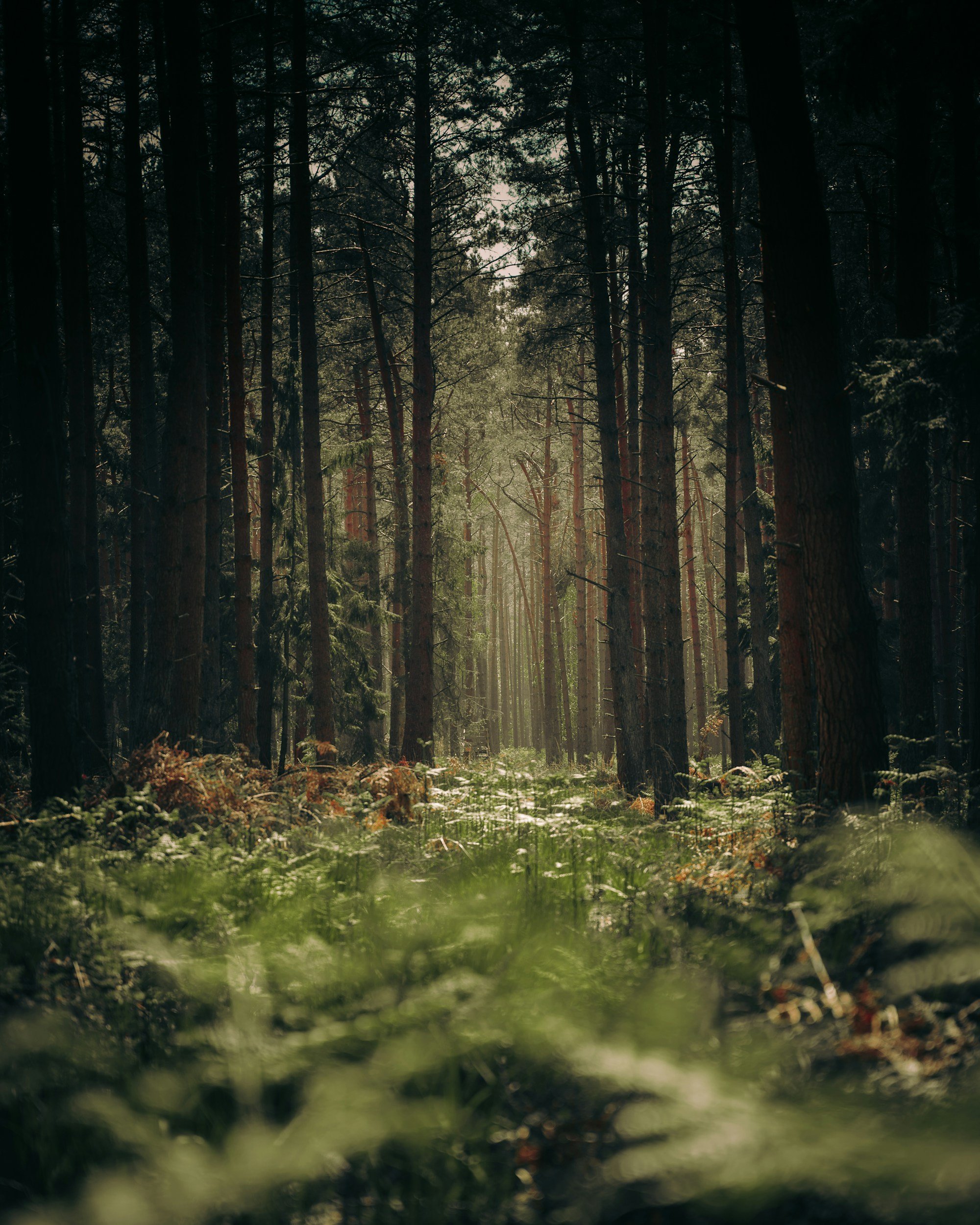 Sunlight filtering through tall trees in a dense forest, with green foliage covering the forest floor.