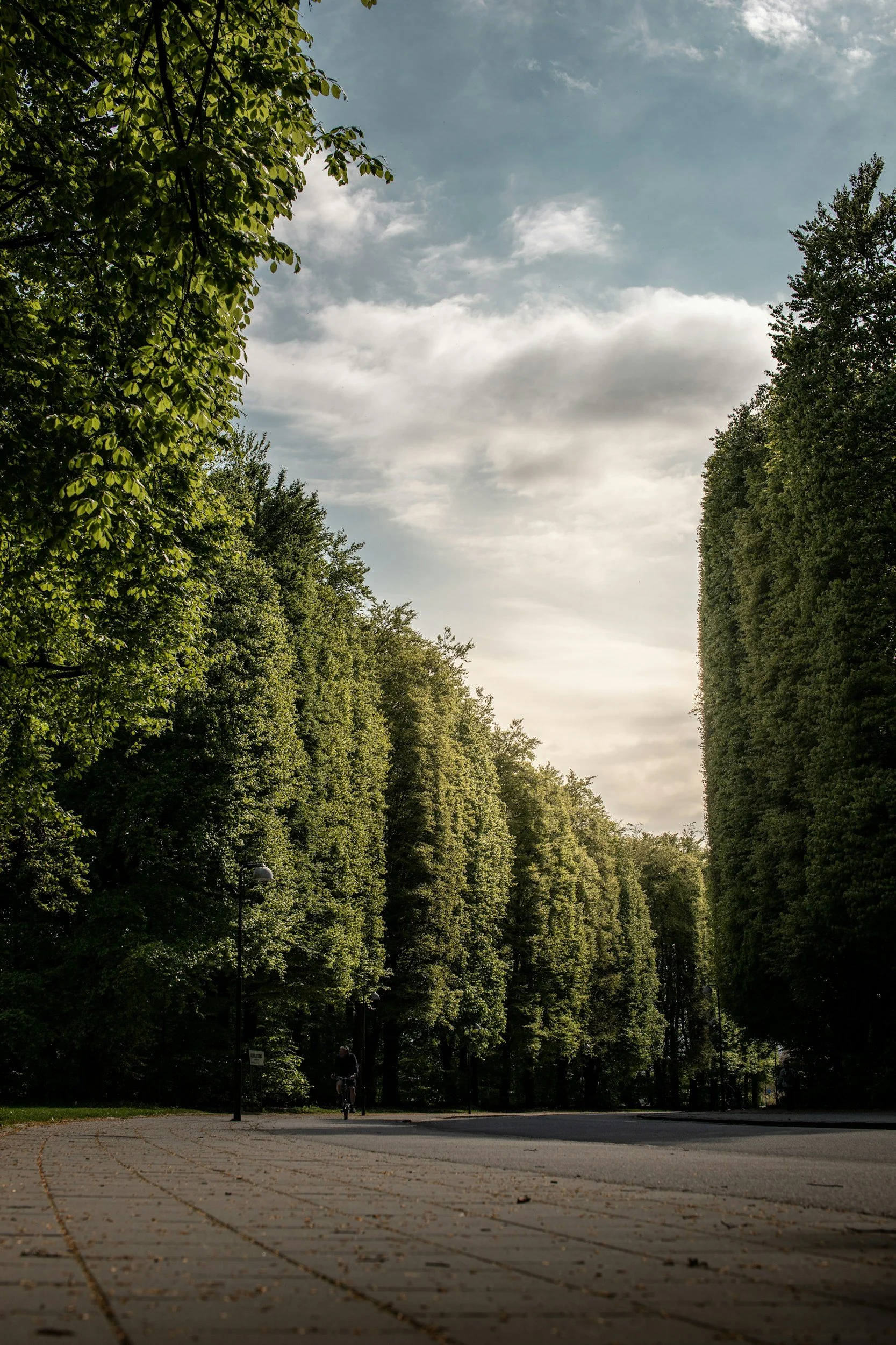 A paved walkway in a park with tall, green trees on both sides and a blue cloudy sky overhead. There are a few street lamps along the path and a person riding a bicycle near the trees.