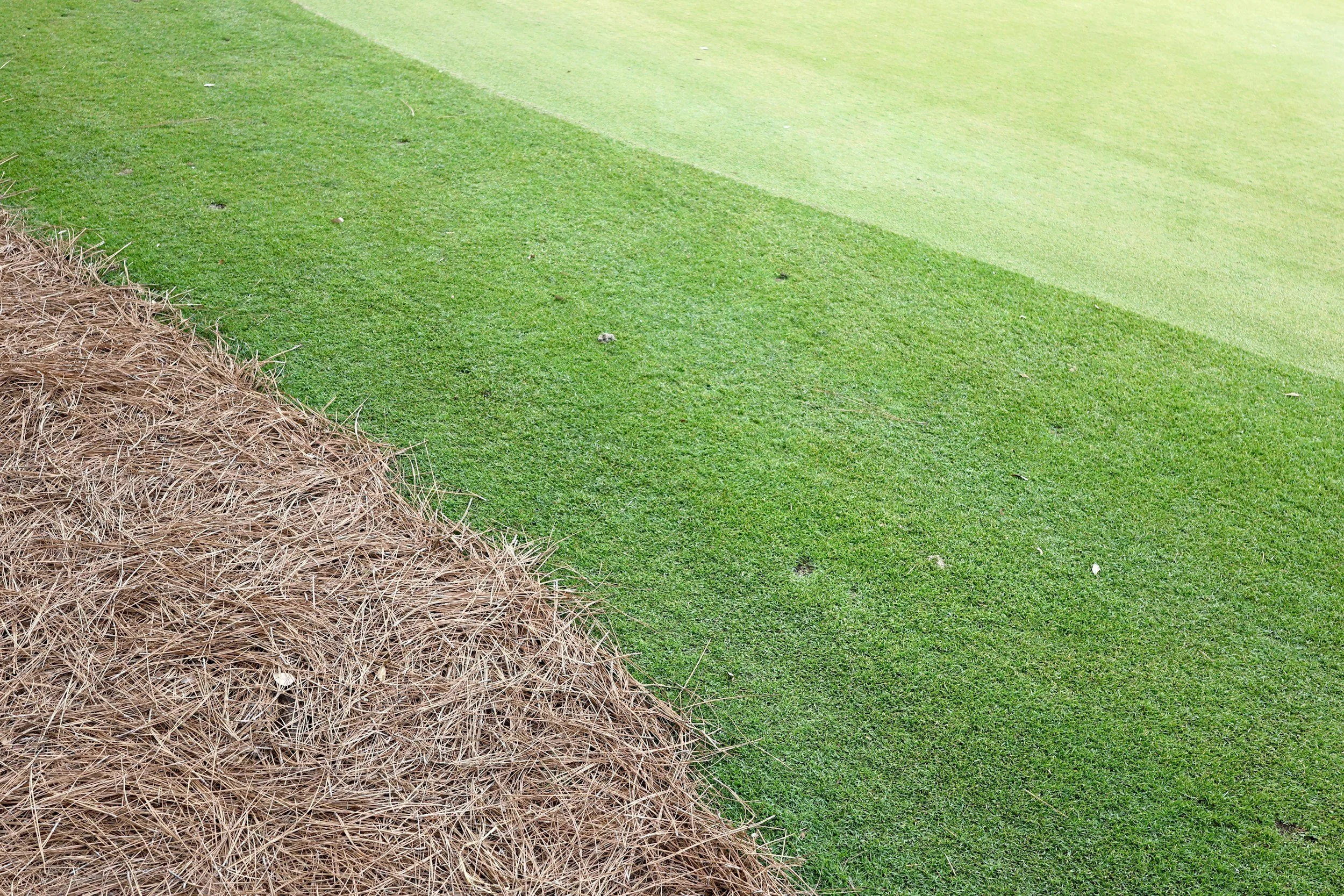 Close-up of green grass with a pile of pine straw on the left side.