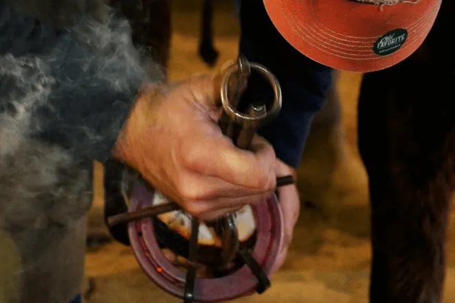 Minnesota School of Horseshoeing