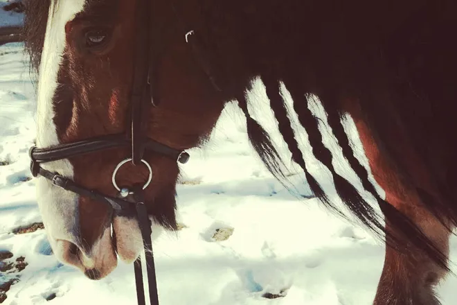 Meredith Manor Farrier School
