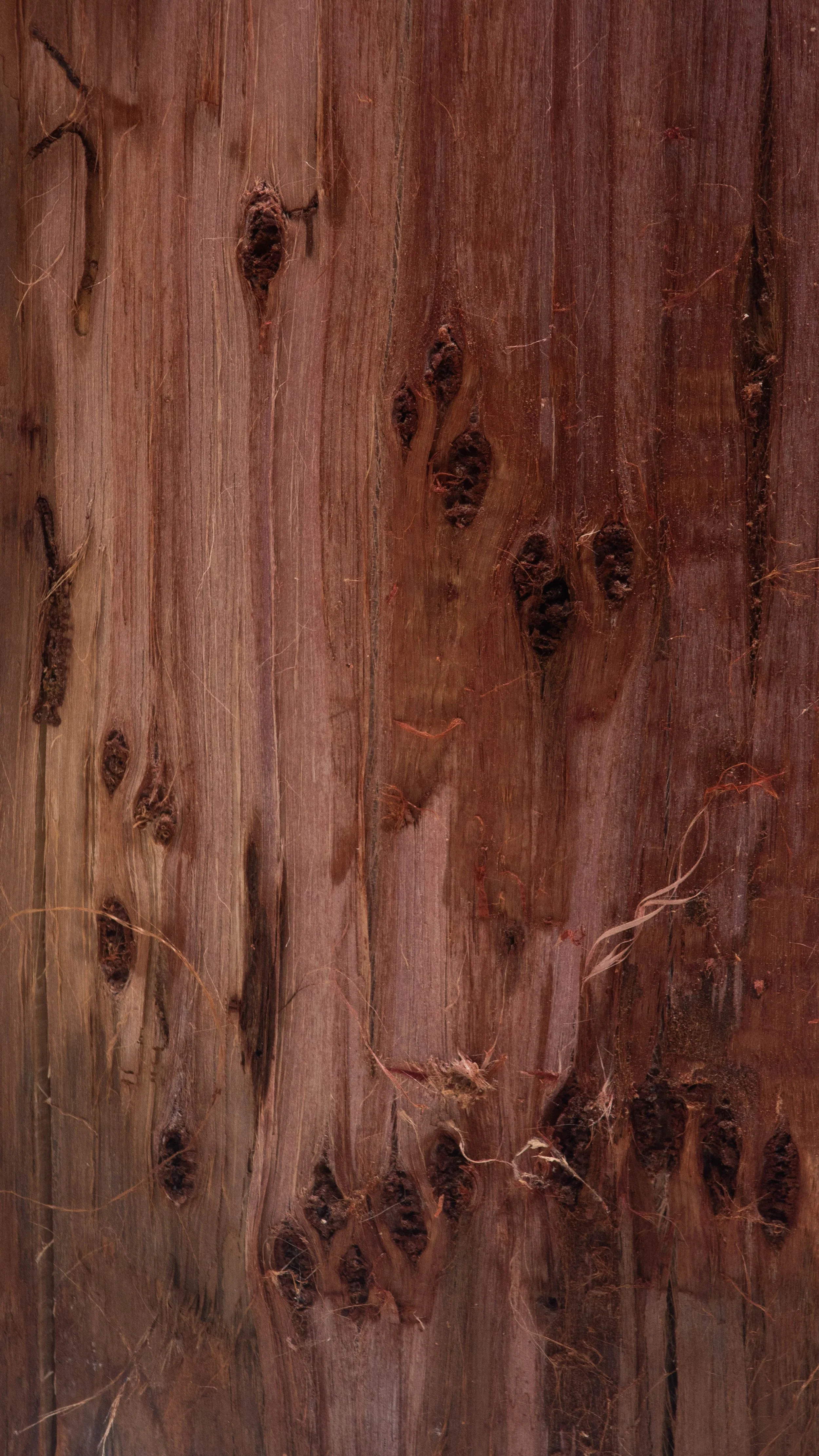 Redwood-9.jpg