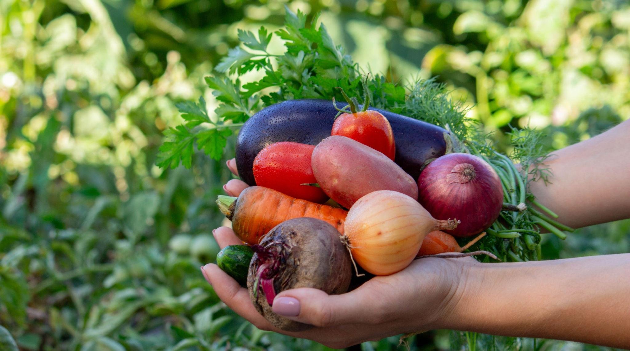 Back to the Basics: Food, Faith, &amp; the Body God Gave Us