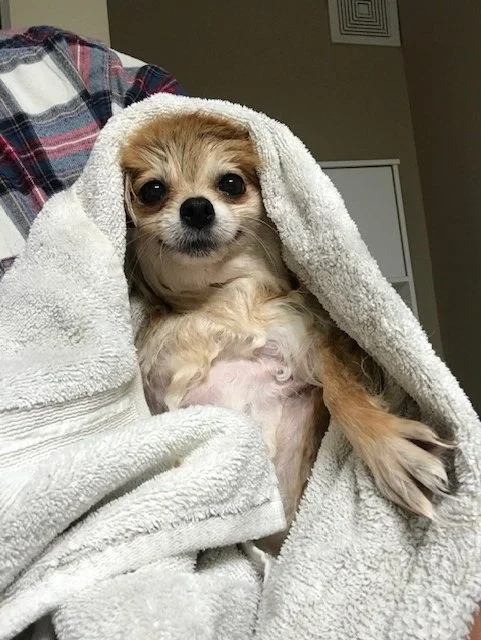 IMG_3337.jpeg