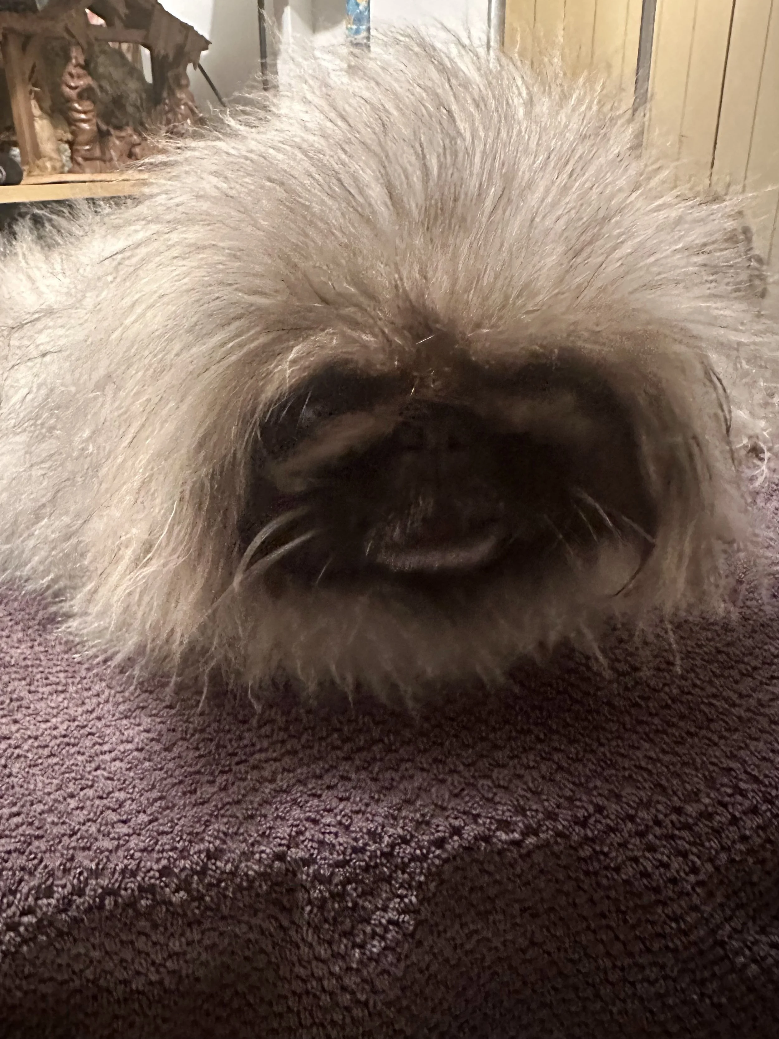 IMG_1242.jpeg