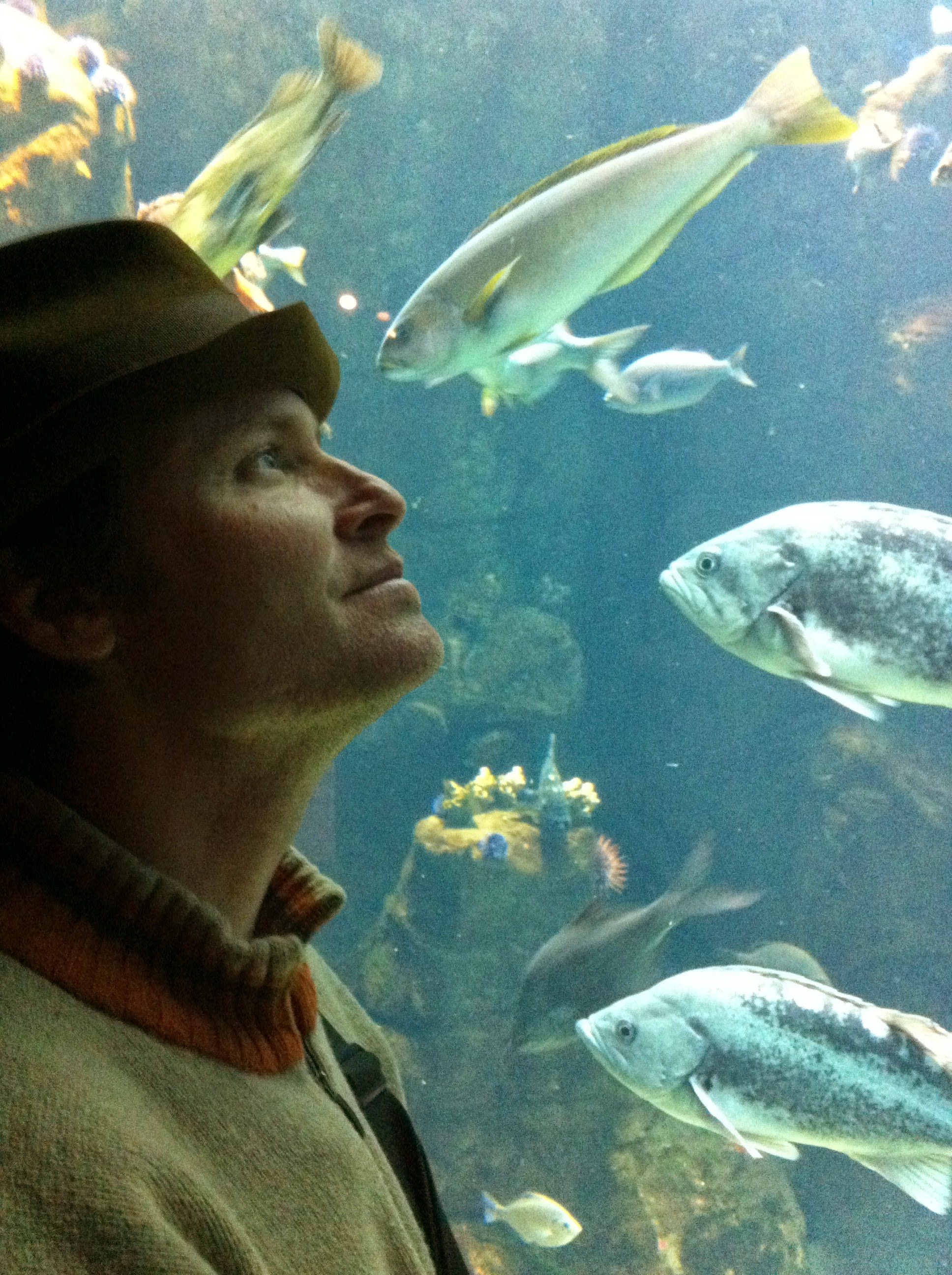 A person looking at fish tanks filled with various types of fish at an aquarium.