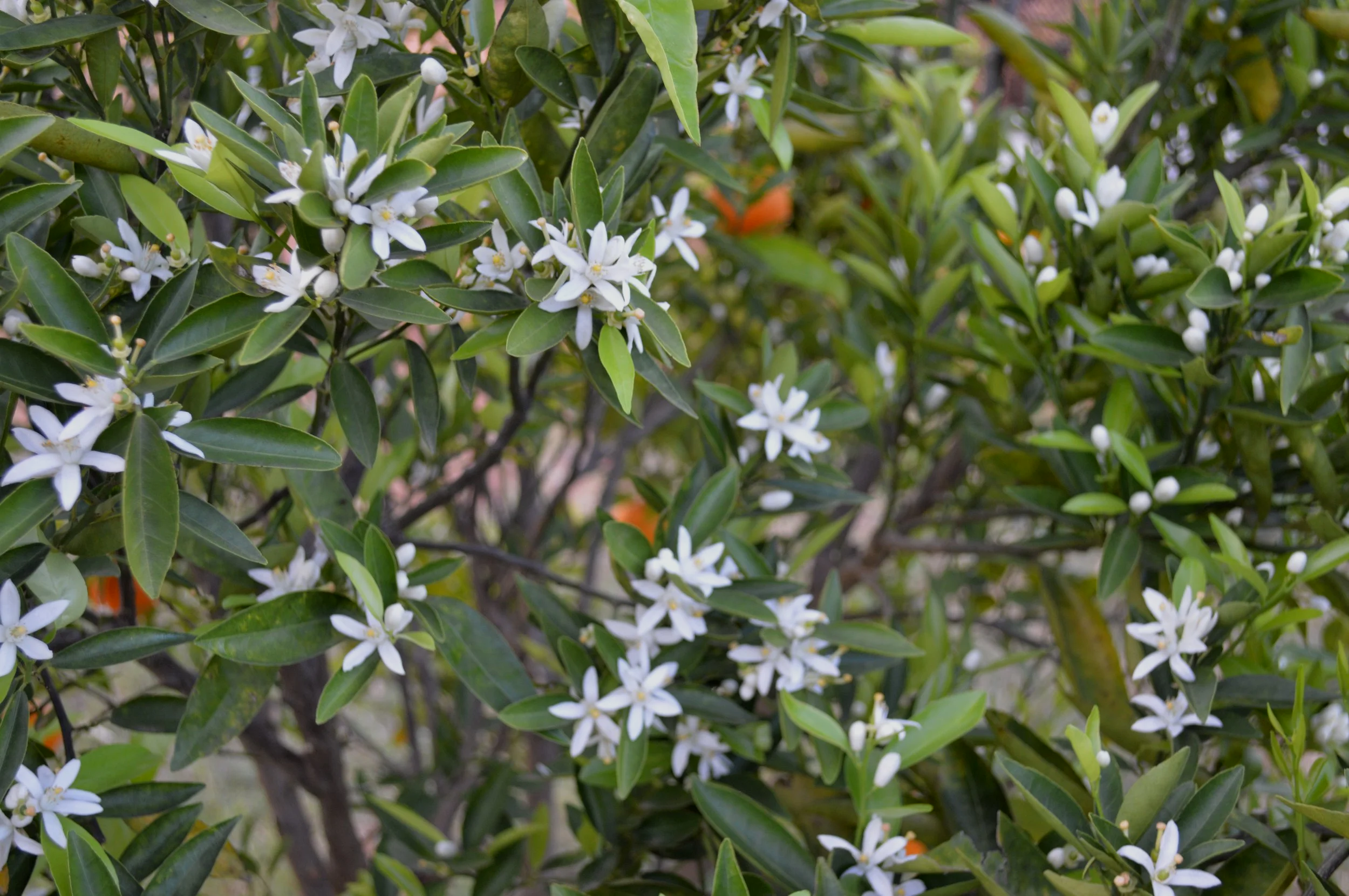 Close-up of a bush with small white flowers and dark green leaves.
