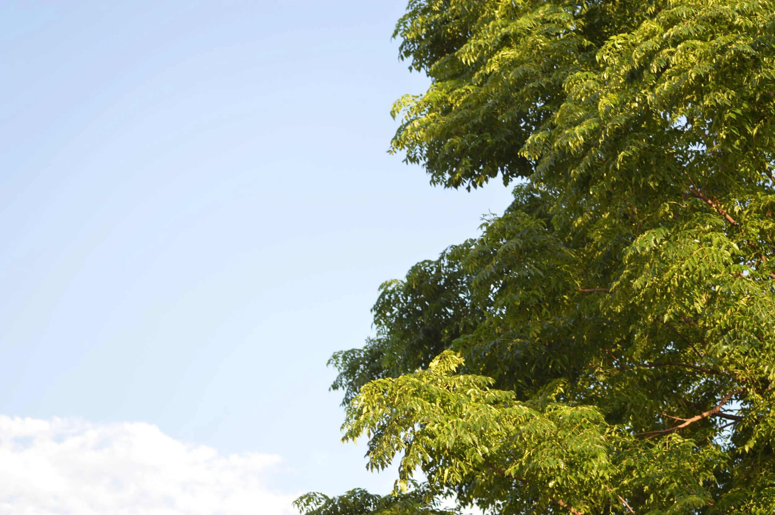 Clear blue sky with green leafy trees along the right side of the image.