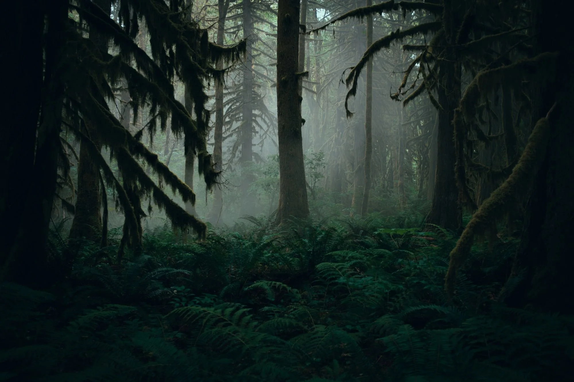 The Forest, for the Record