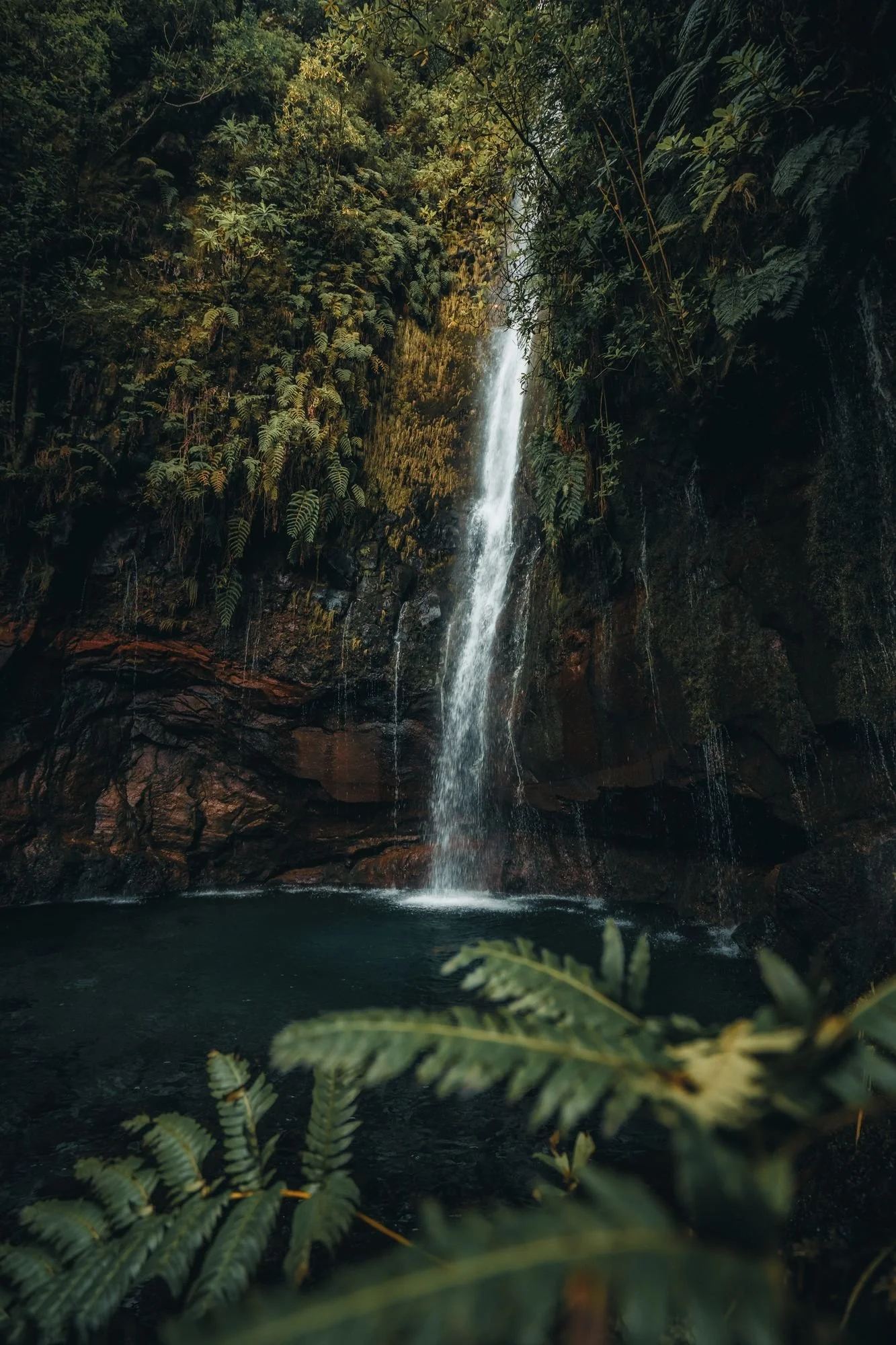 Immersive rainforest waterfall and pool with vibrant green foliage.