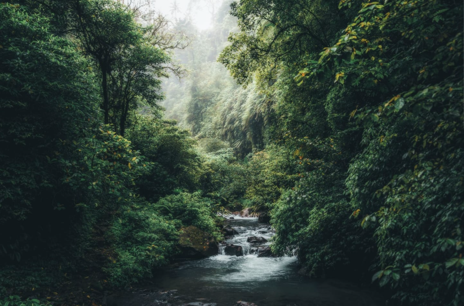 A vibrant, dense green rainforest canopy surrounding a pristine river as it cascades over smooth dark rocks and flows toward the viewer under a soft, misty sky.
