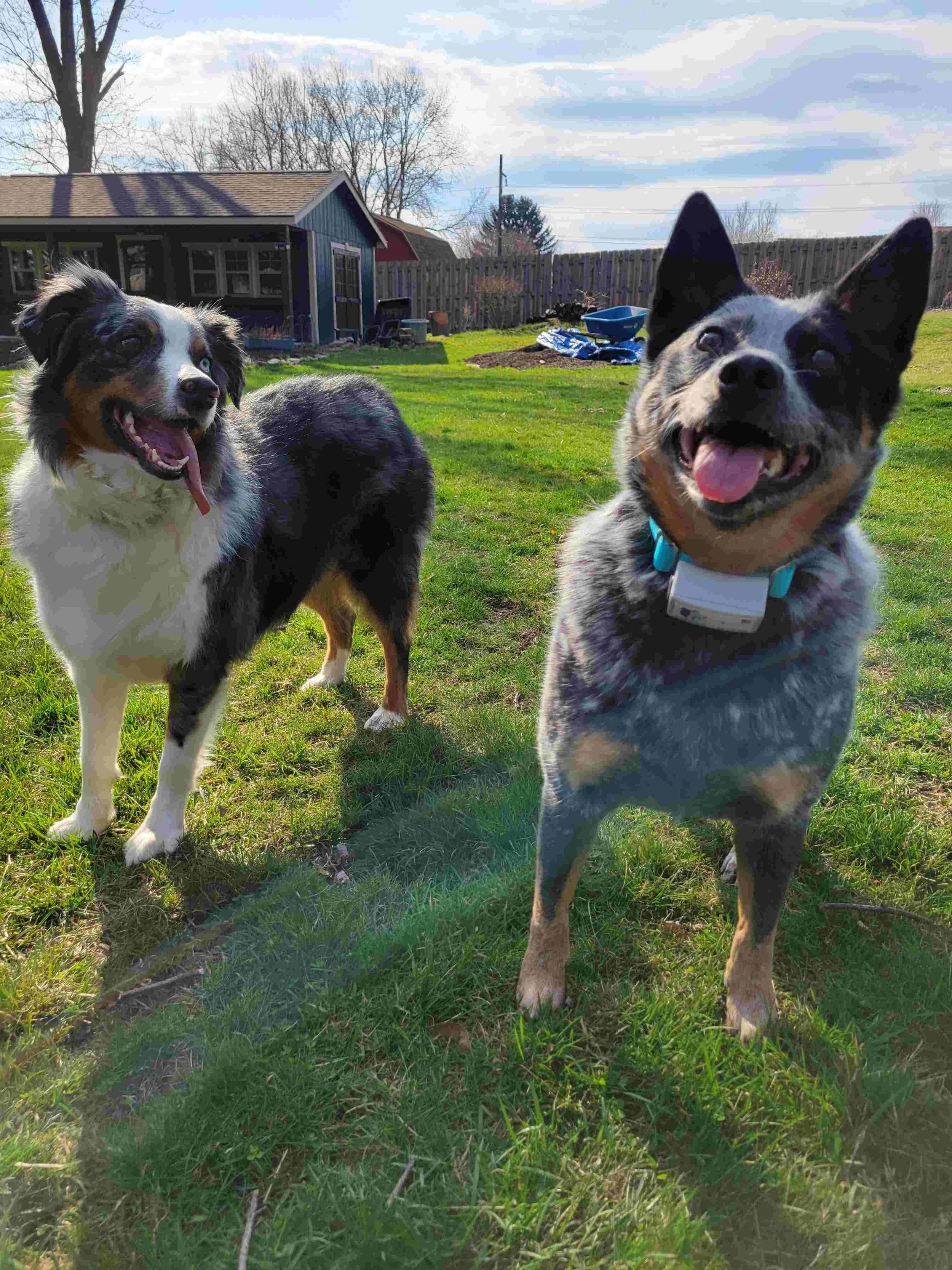 Two happy dogs playing in a backyard with green grass, a shed, and a wooden fence, under a partly cloudy sky.