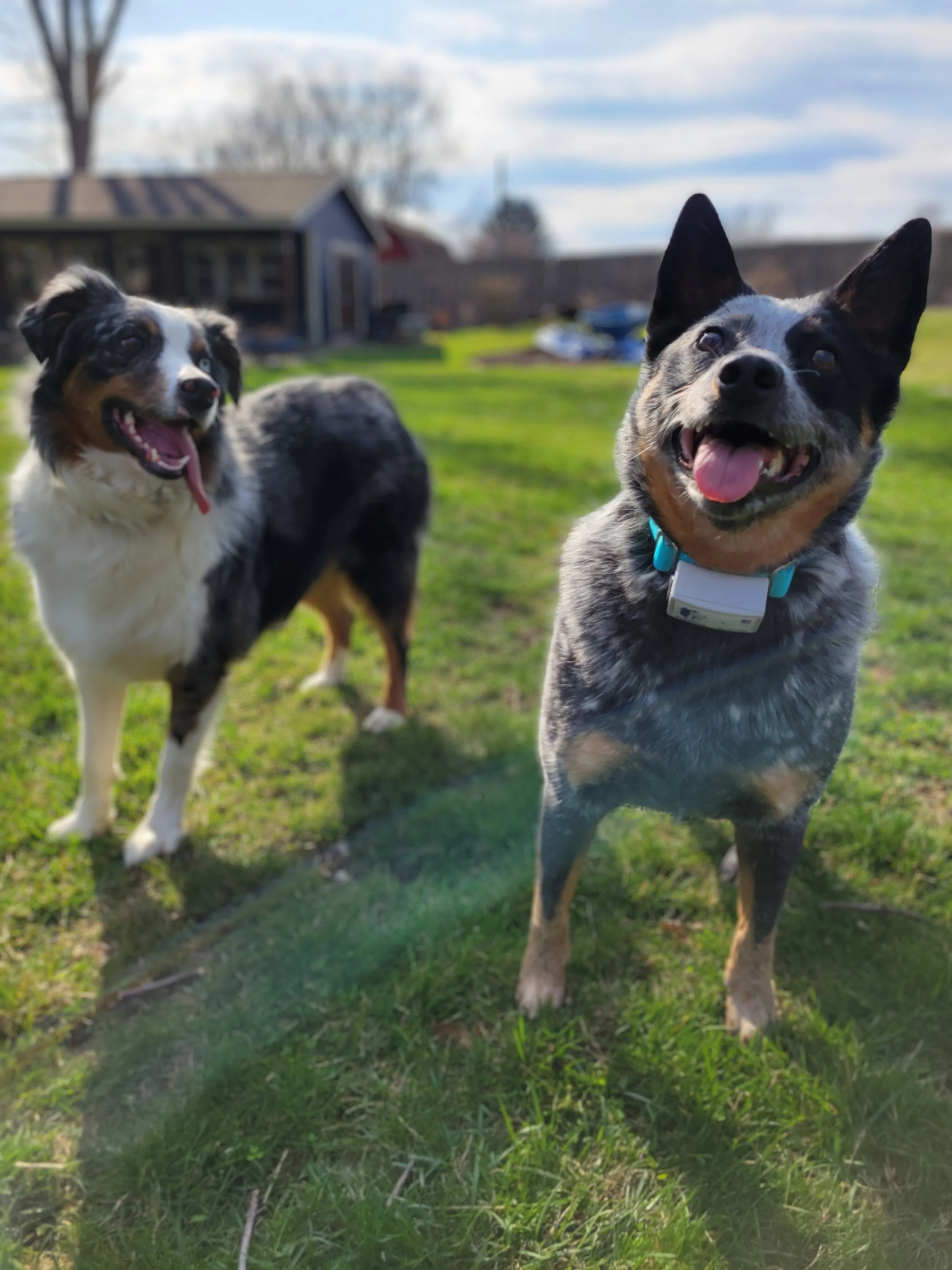 Happy dog and doggy friend wearing receiver collar for out of sight fencing system in backyard