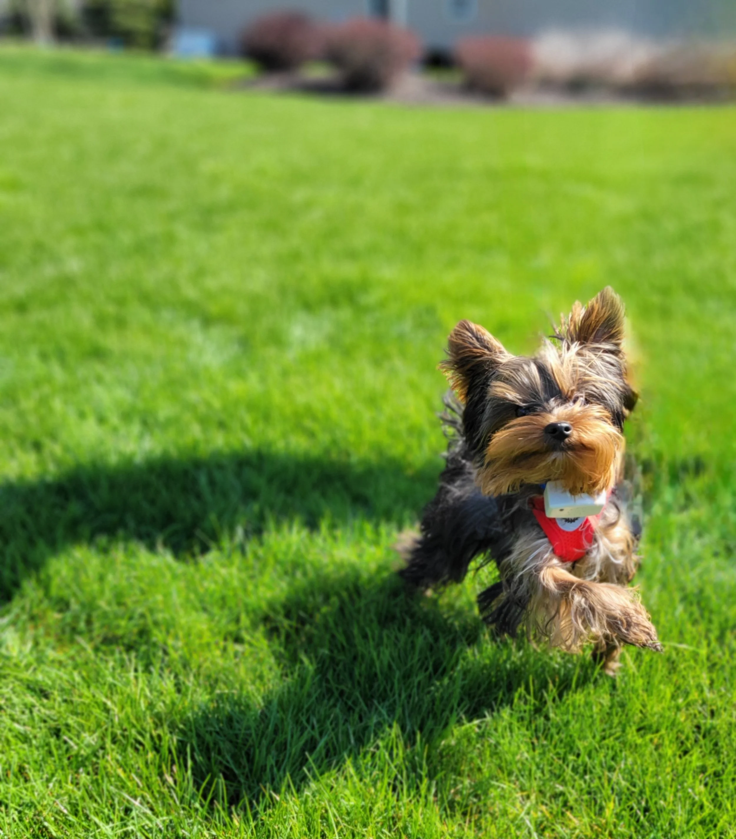 Small dog running across grassy yard within out of sight fencing system boundary in Northeast Ohio