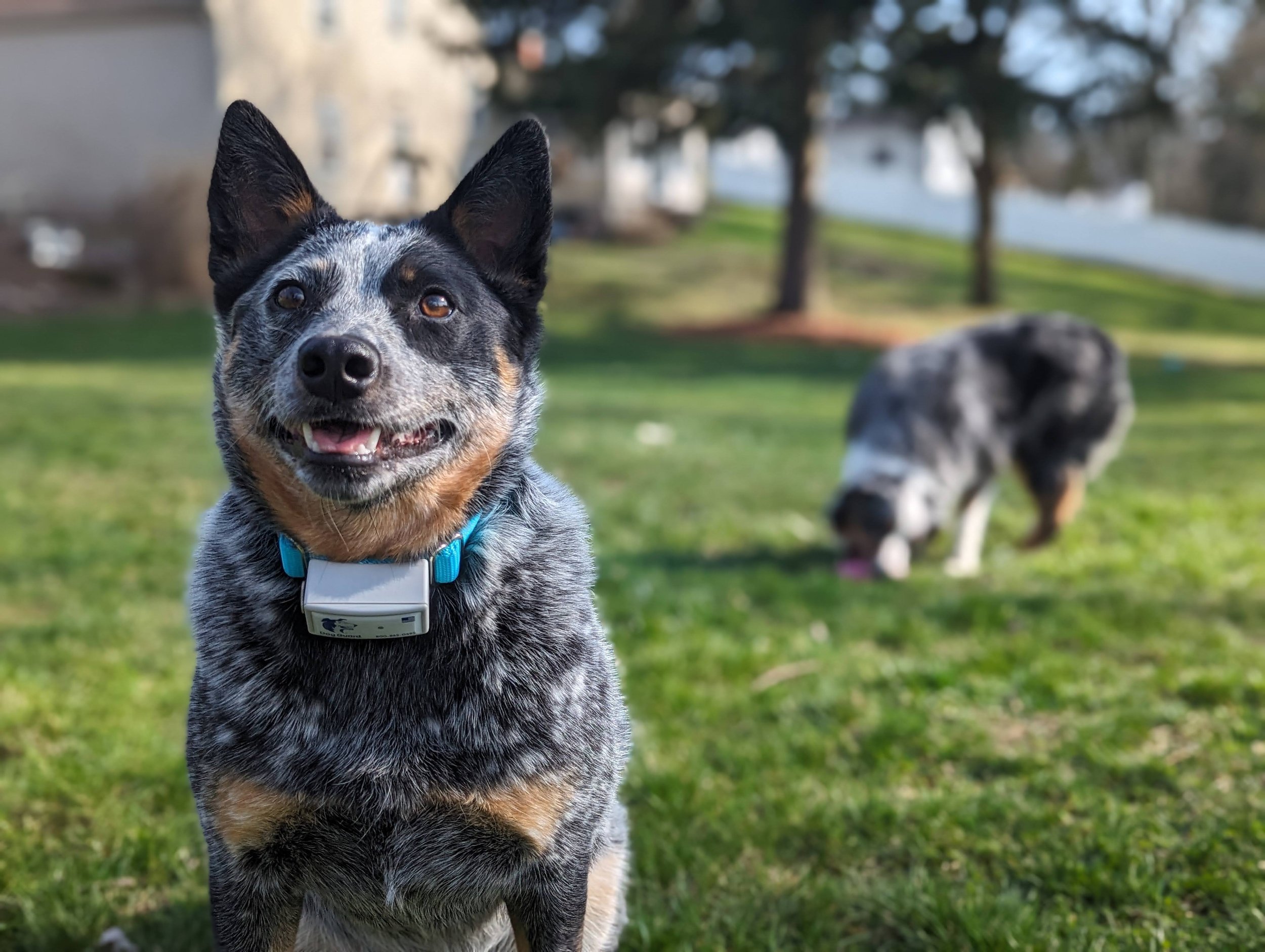 Dog running in yard wearing electronic collar used for out of sight fencing and underground dog fence system