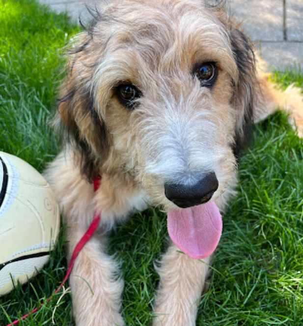 Dog resting in lawn wearing collar used for underground dog fence system
