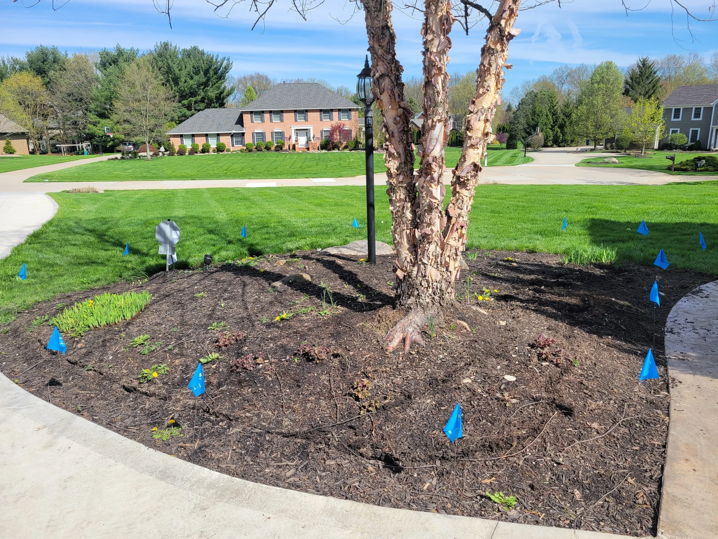 Boundary flags marking underground dog fence installation layout around landscaped yard