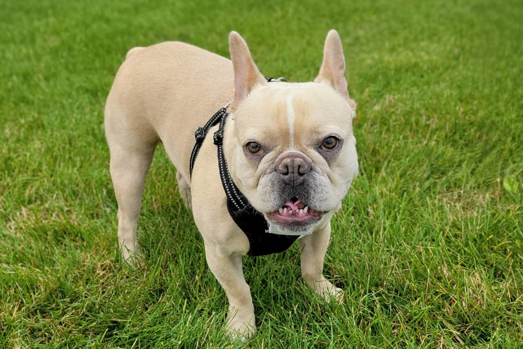 Small dog standing in residential yard protected by electronic containment boundary