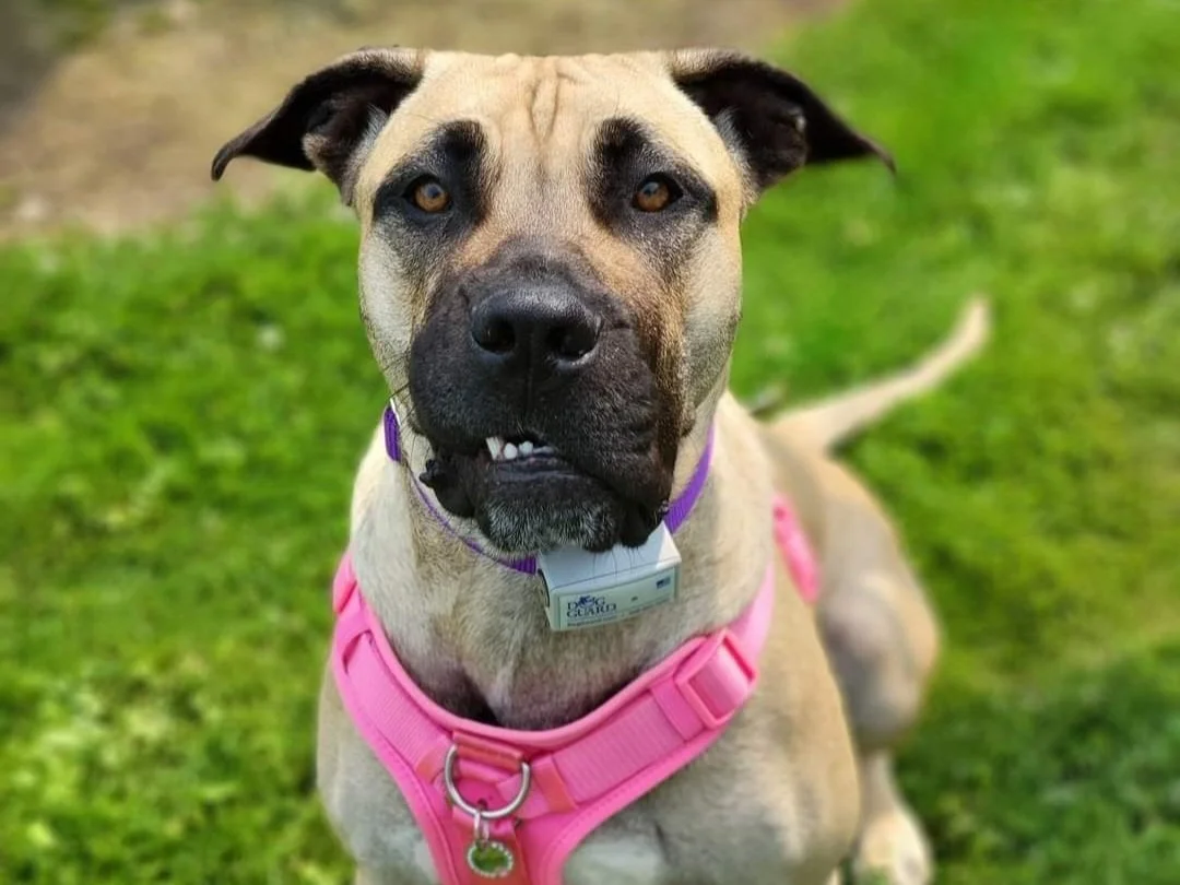 Image of dog wearing training collar