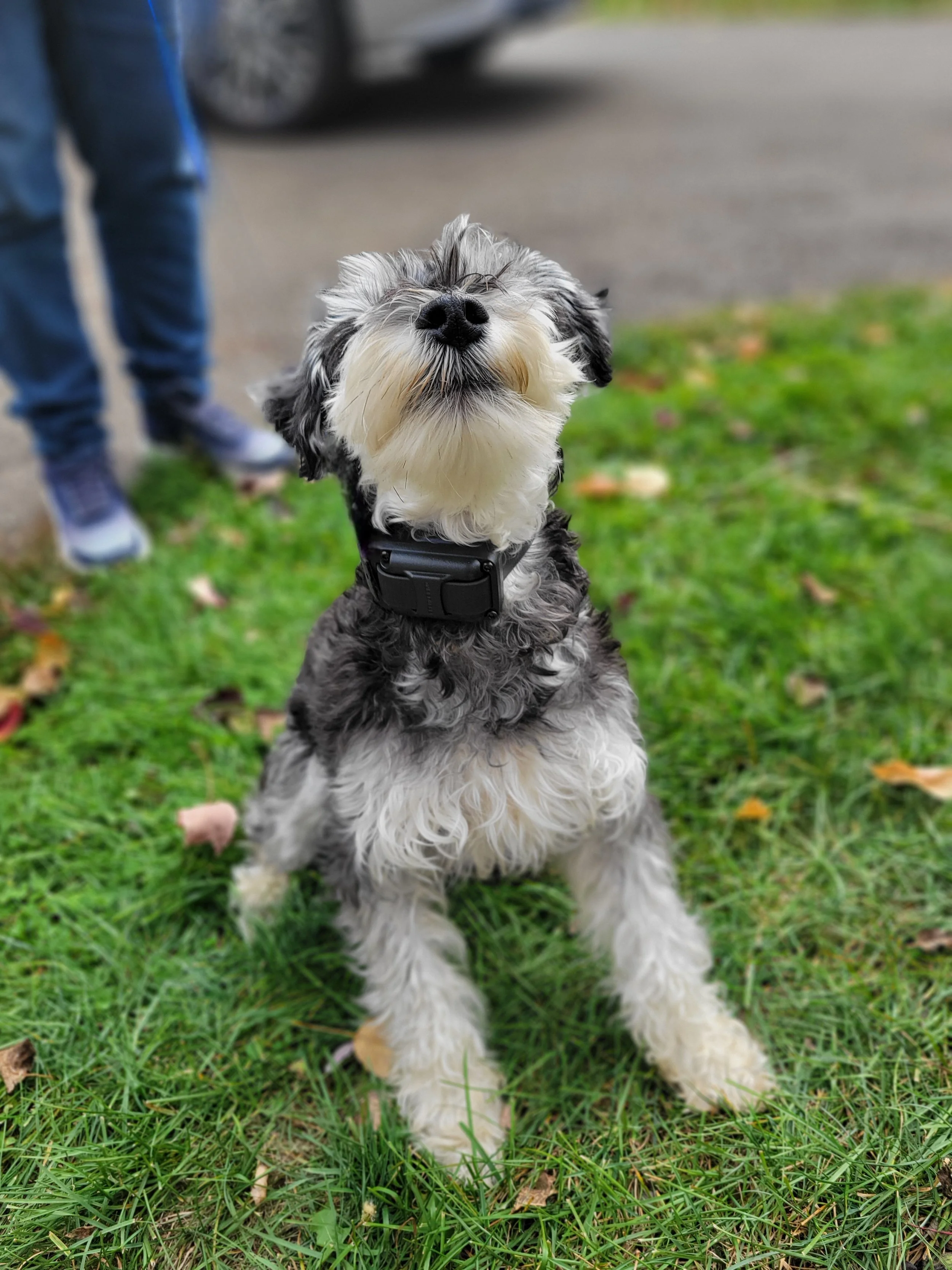Small dog wearing electronic training collar during outdoor obedience training session
