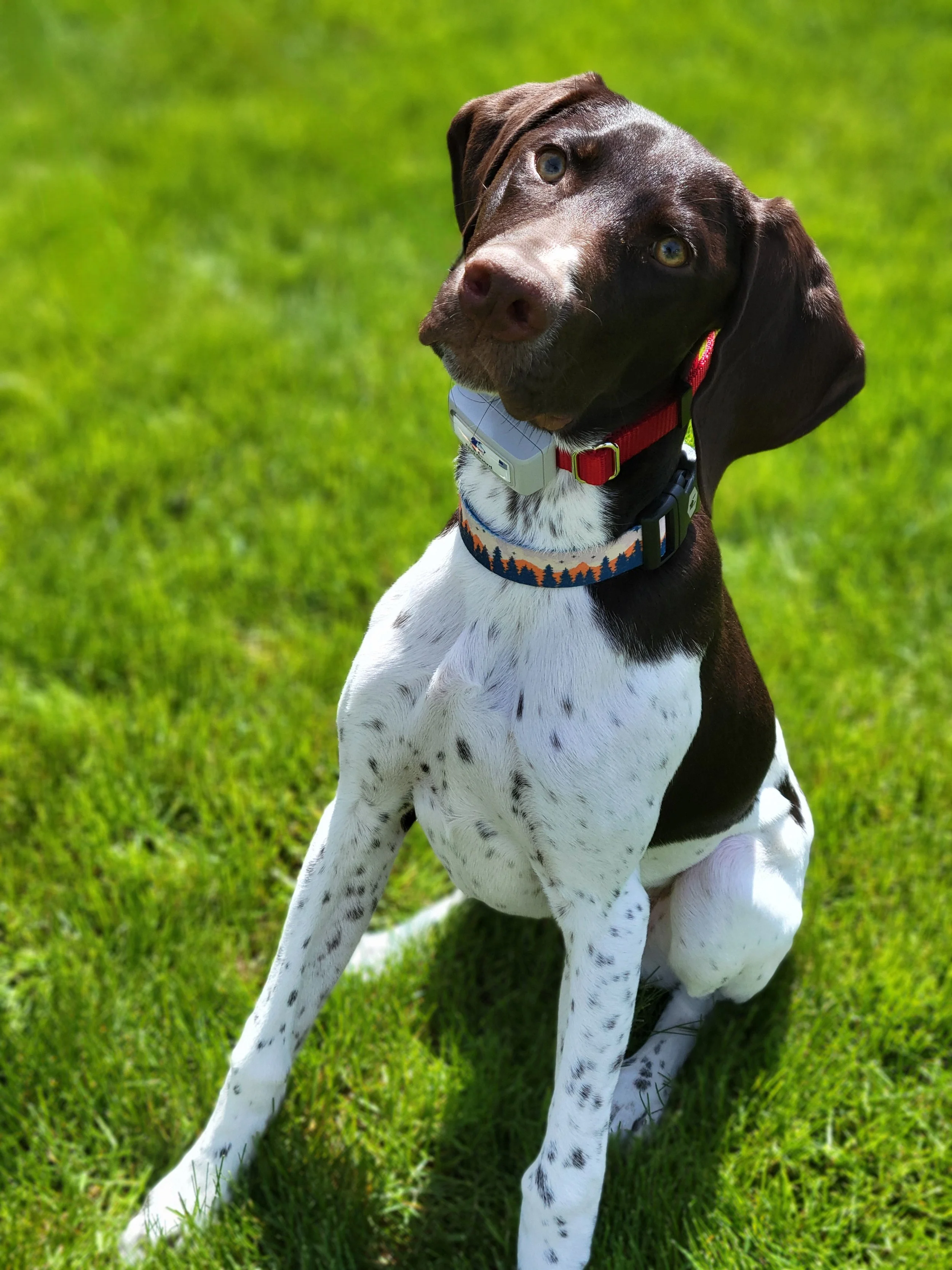 Dog sitting in grass wearing receiver collar for out of sight dog fencing system