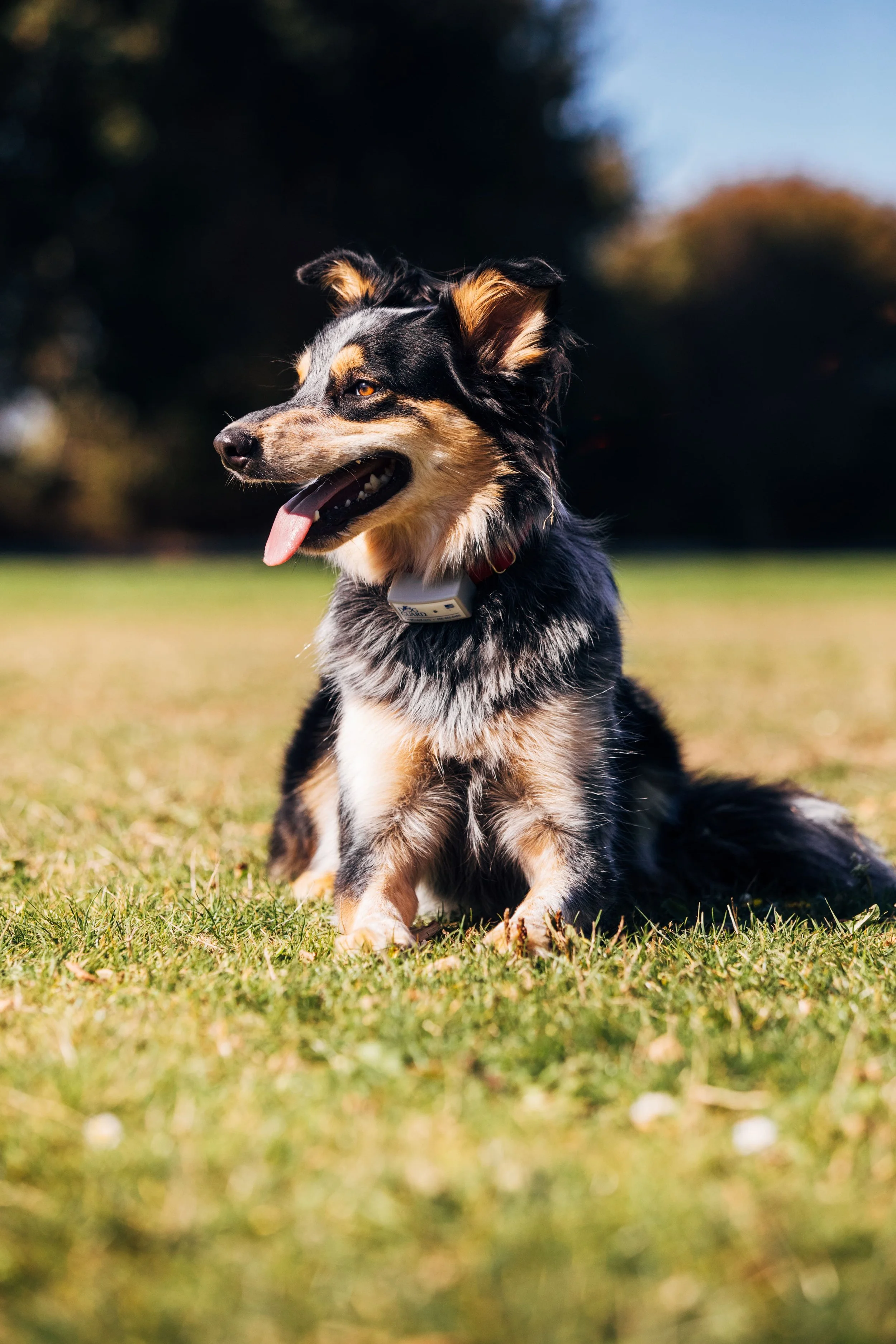 A dog with black, tan, and white fur sitting on green grass in a park during daytime with trees in the background.