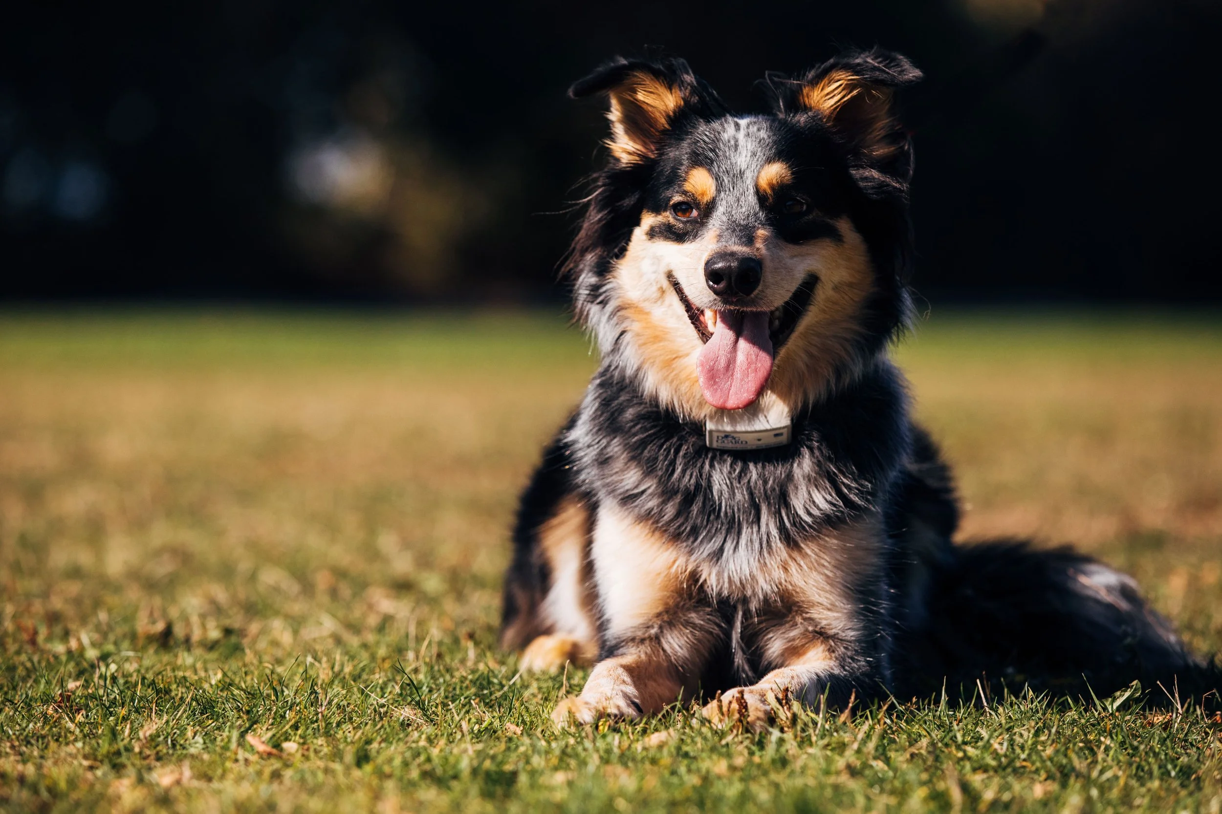 A happy Australian Shepherd dog with a tricolor coat, sitting on grass in an outdoor setting during daytime.