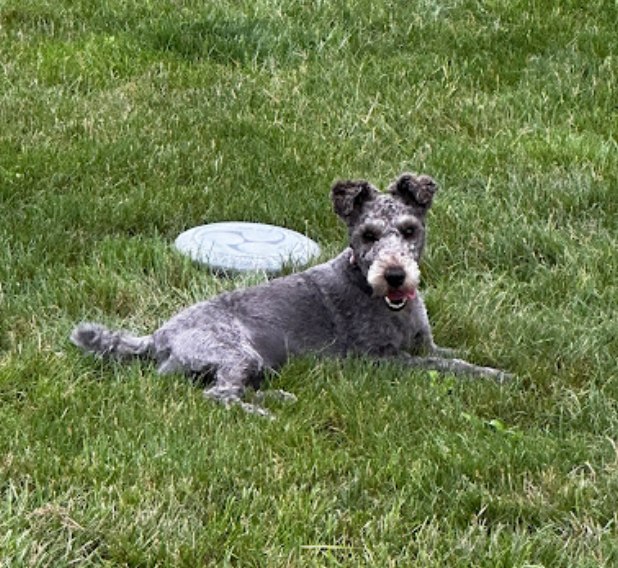 A dog lying on grass with a frisbee nearby.