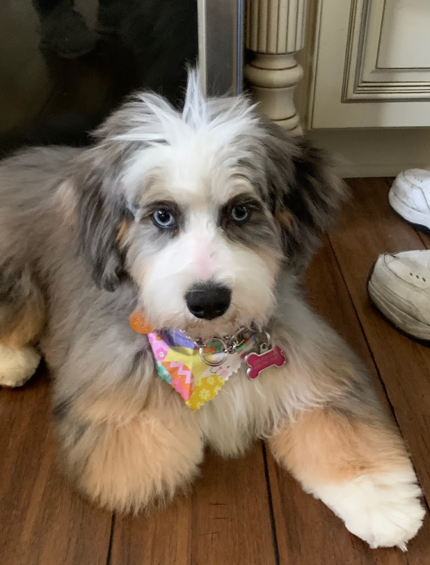 A young Australian Shepherd puppy lying on a wooden floor next to a white cabinet and a pair of white shoes, wearing a colorful bandana and a pink bone-shaped tag.