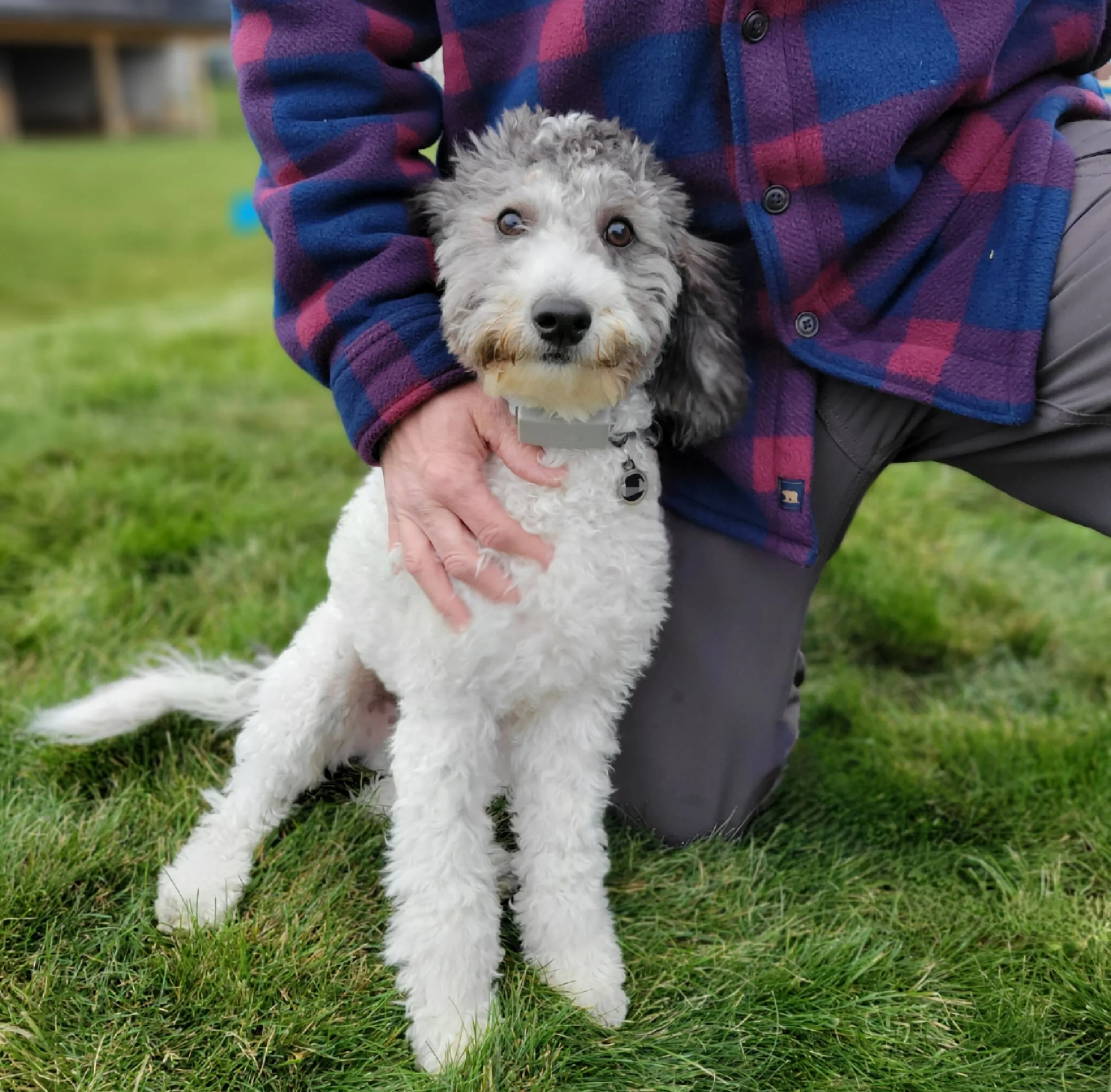 4 Reasons to Consider Electric Dog Fence Installation