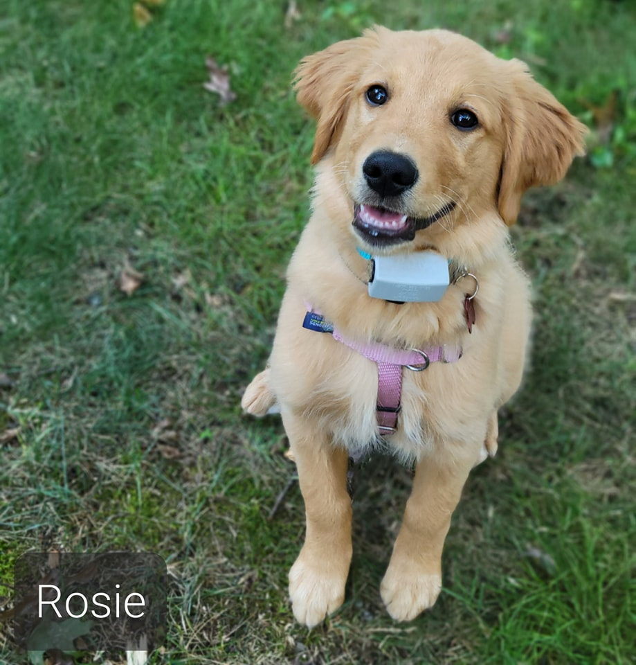 Five Benefits of an Out-of-Sight Electric Dog Fence
