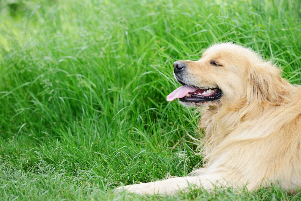 How an Electric Fence Company Improves Your Quality of Life