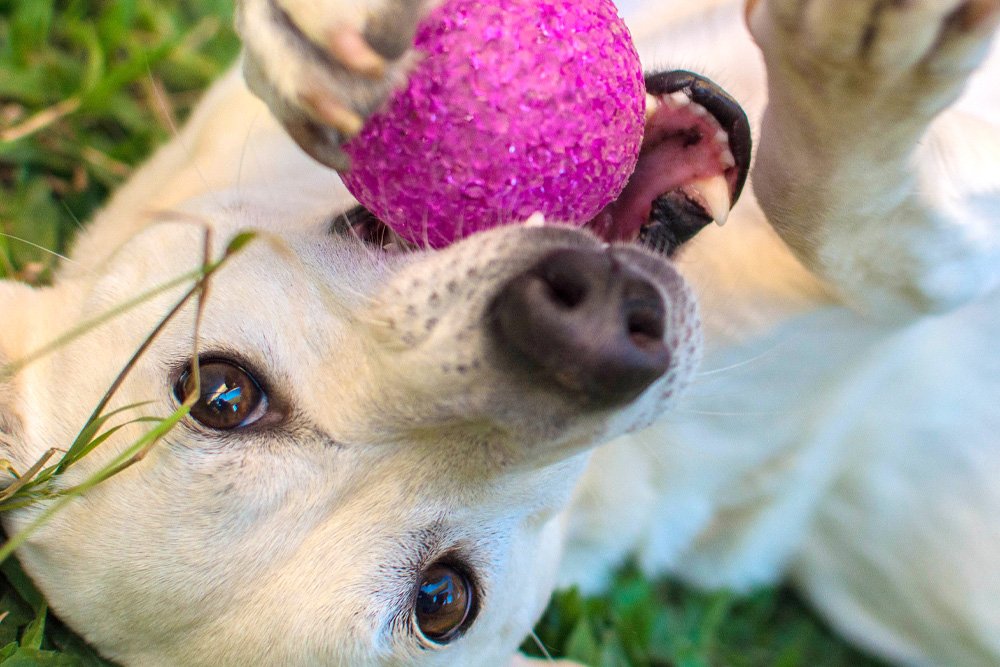 How Electric Dog Fences Keep Dogs from Getting Lost
