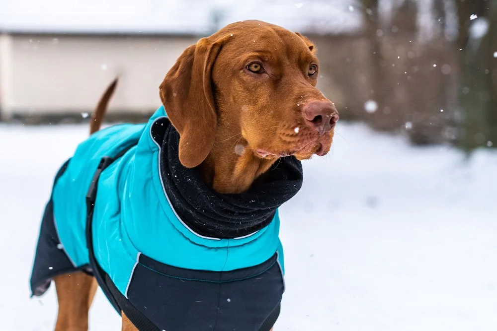 Dog running through snow in backyard wearing receiver collar for out of sight fencing system