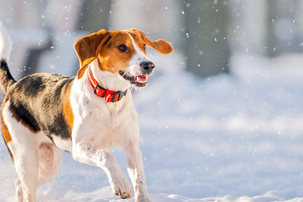 How to Keep Your Pets Safe During Ohio Winters
