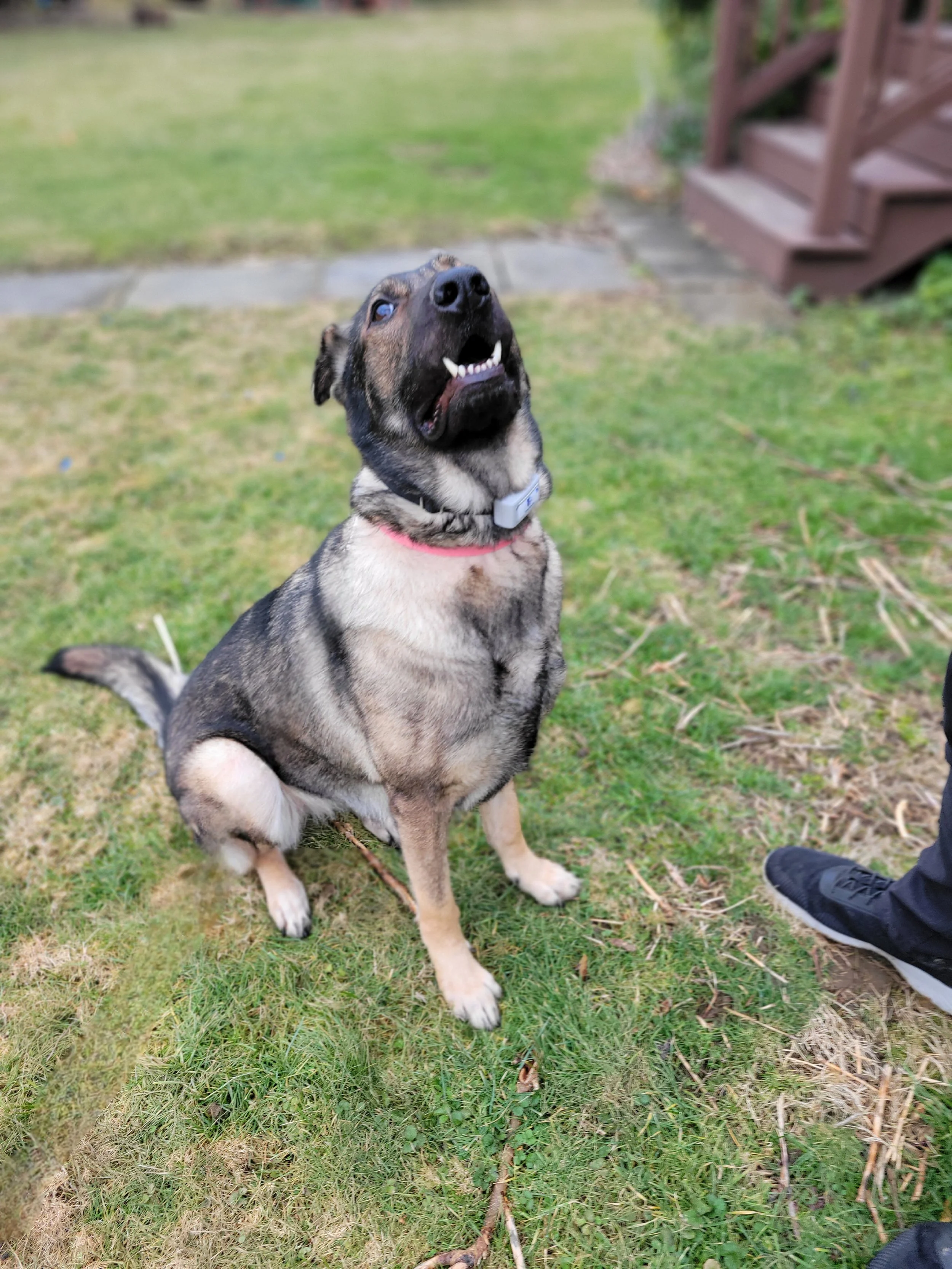 How to Keep Your Pet Safe With Electric Dog Fences
