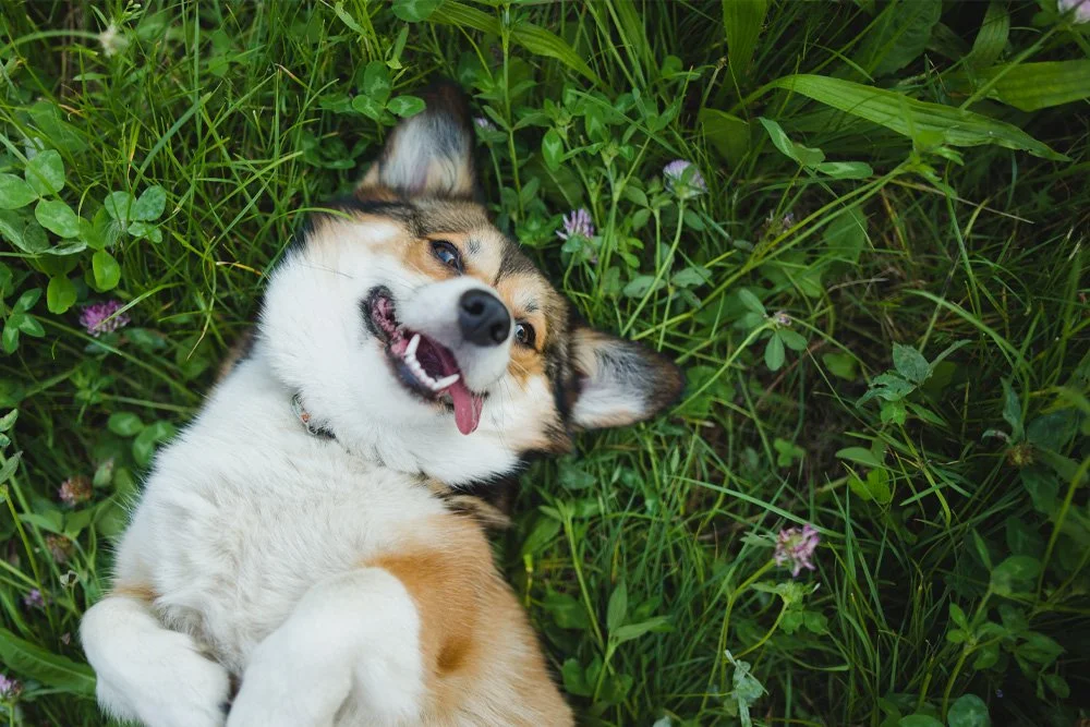 The Importance of Safety with an Electric Dog Fence