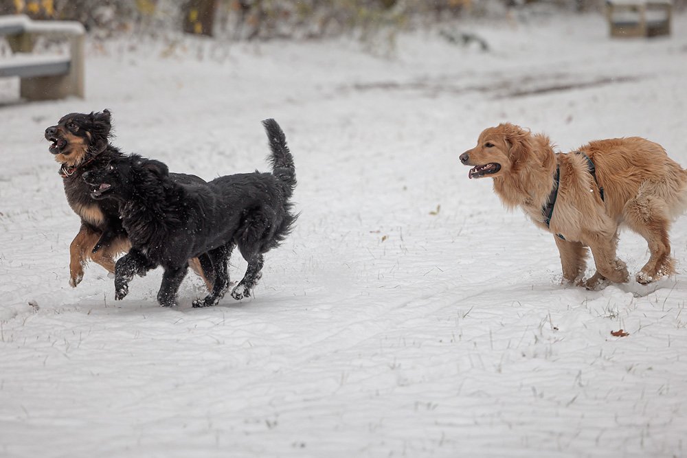 Top Winter Activities for Active Dogs