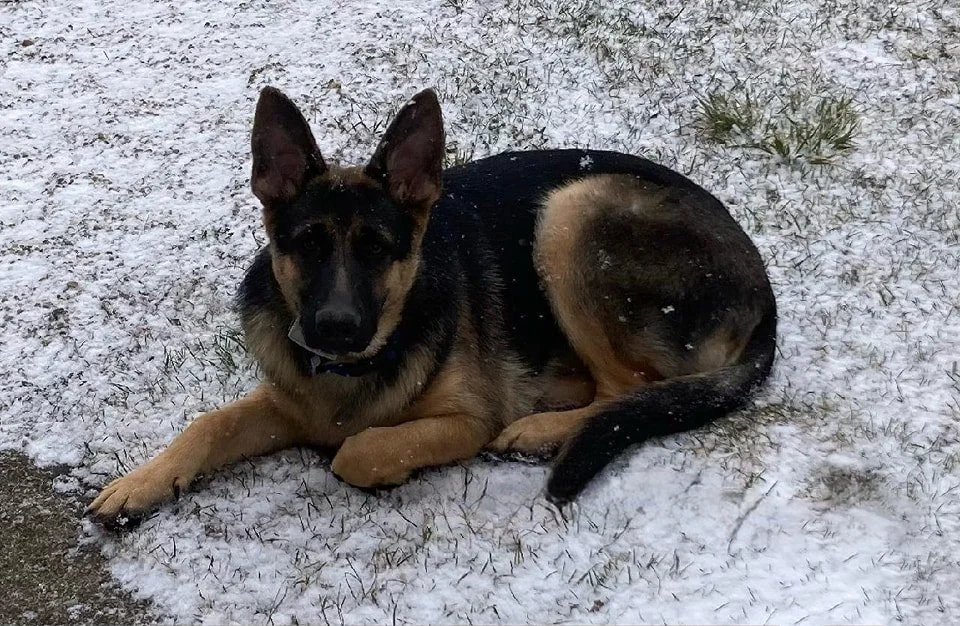 Winter Dog Fence Installations