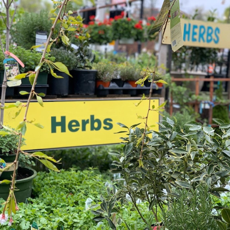 Display of assorted herbs in pots at a garden center with a yellow sign labeled 'Herbs'.