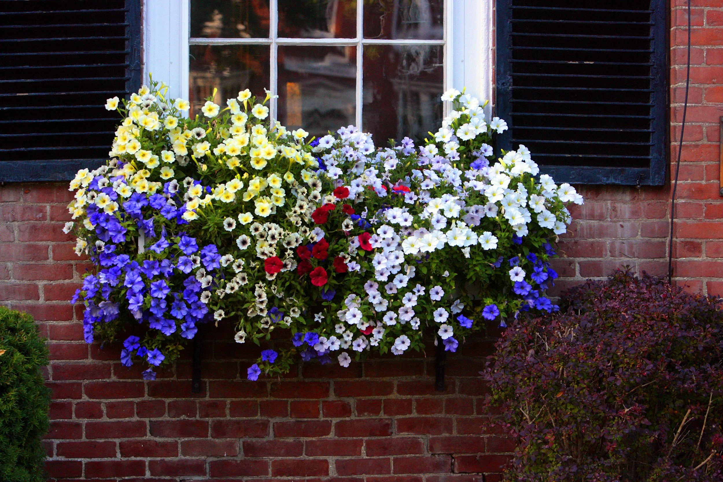 A brick house wall with a window, flanked by black shutters, and a vibrant flower window box filled with yellow, white, purple, and red blooms.