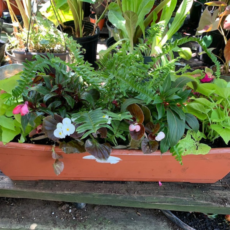 A rectangular terracotta planter filled with various green foliage plants and flowering plants with small pink and white blooms, set on a wooden surface outdoors.