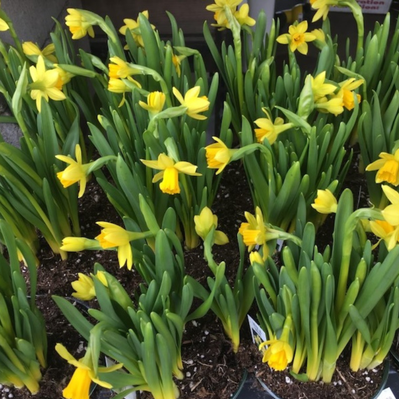 Yellow daffodil flowers blooming in pots with green leaves and dark soil.