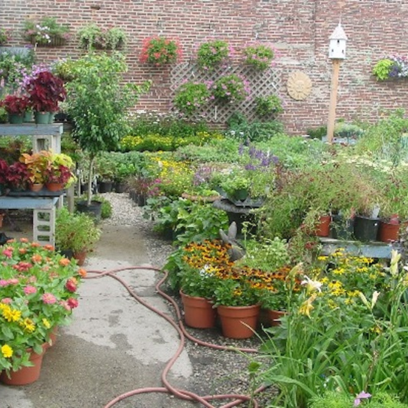 A lush garden nursery with potted plants and flowers in front of a brick wall. A garden hose lies on the ground, and a birdhouse is mounted on a tall pole in the background.